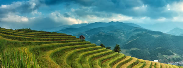 Dịch vụ